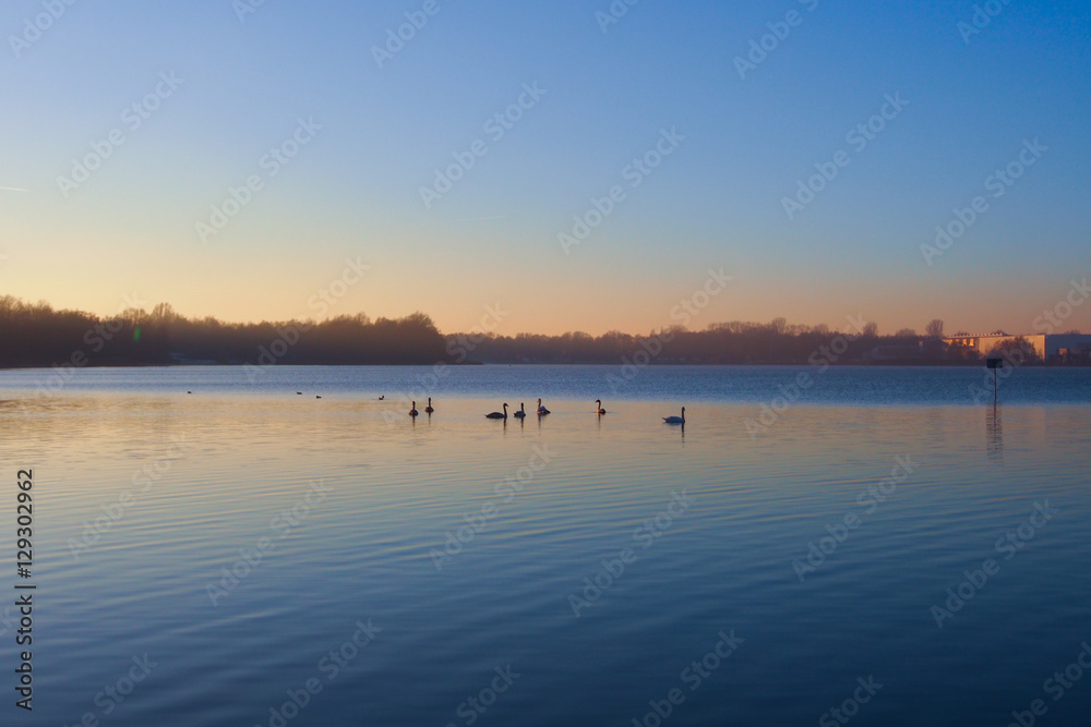 Swans on lake in winter