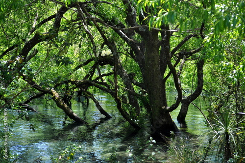 Tree in water © Eva