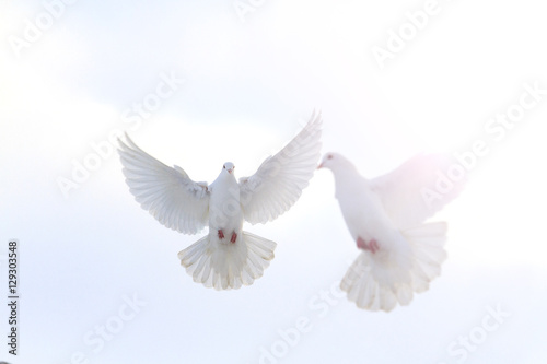 pair of white doves flying in the winter sky with sunny hotspot