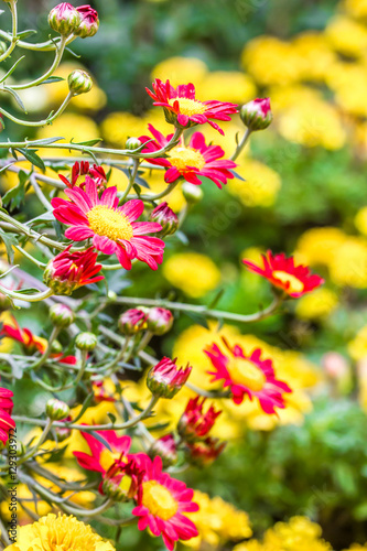 chrysanthemum