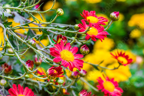 chrysanthemum