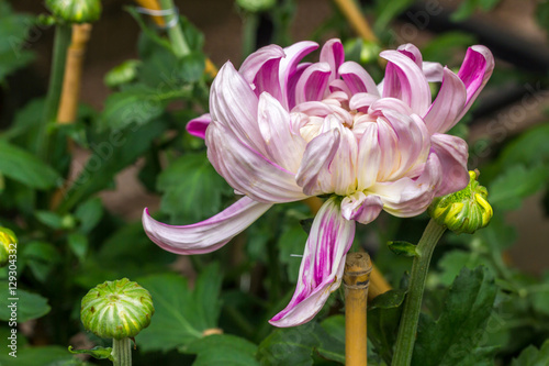 chrysanthemum