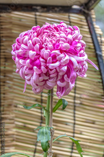 chrysanthemum