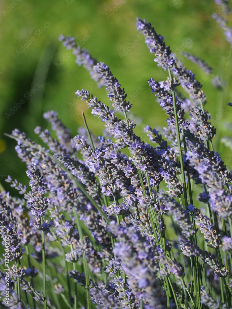 Obraz premium Schön blühender Lavendel