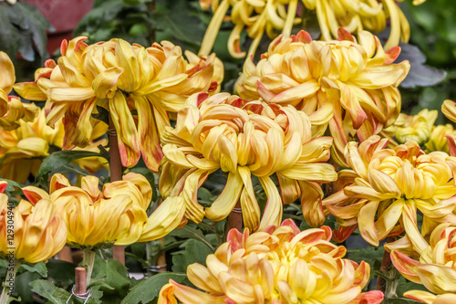chrysanthemum