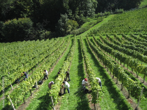 Menschen bei der Weinlese