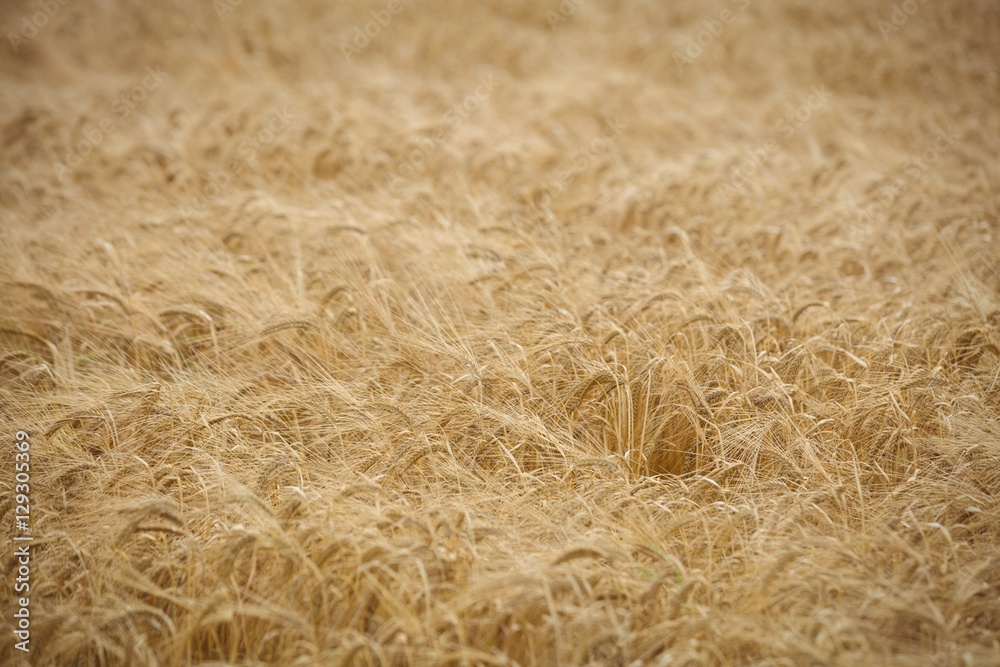 View of golden field View of golden field