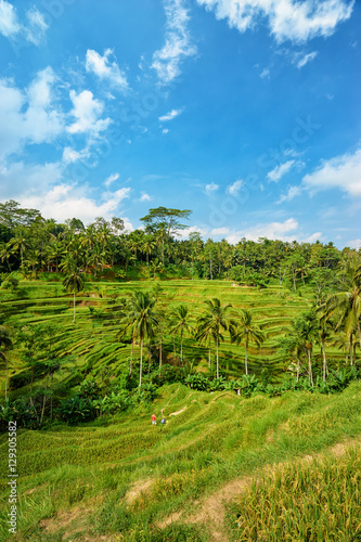 Beautiful landscape with green rice terraces near Tegallalang village, Ubud, Bali, Indonesia.