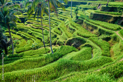 Beautiful landscape with green rice terraces near Tegallalang village, Ubud, Bali, Indonesia.