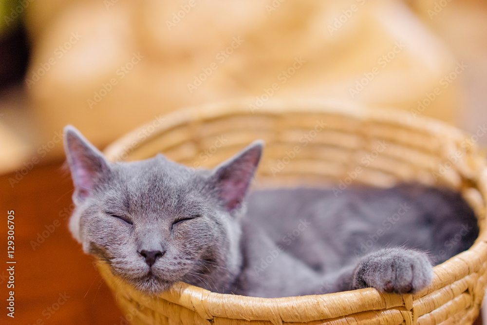 Cute and cozy. Little grey cat sleeping in the basket. . Stock Photo |  Adobe Stock