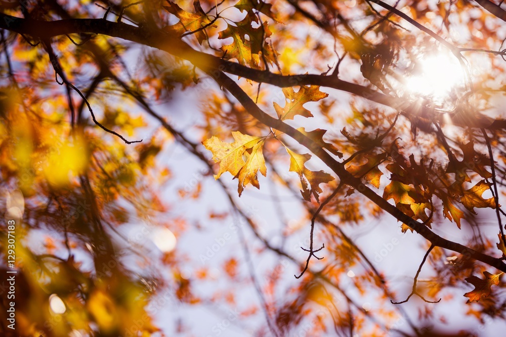 Trees during autumn Trees during autumn