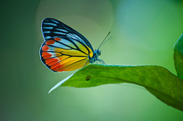Poster Vlinder Vlinder op tak natuurlijke setting  © Baifran I LOVE U