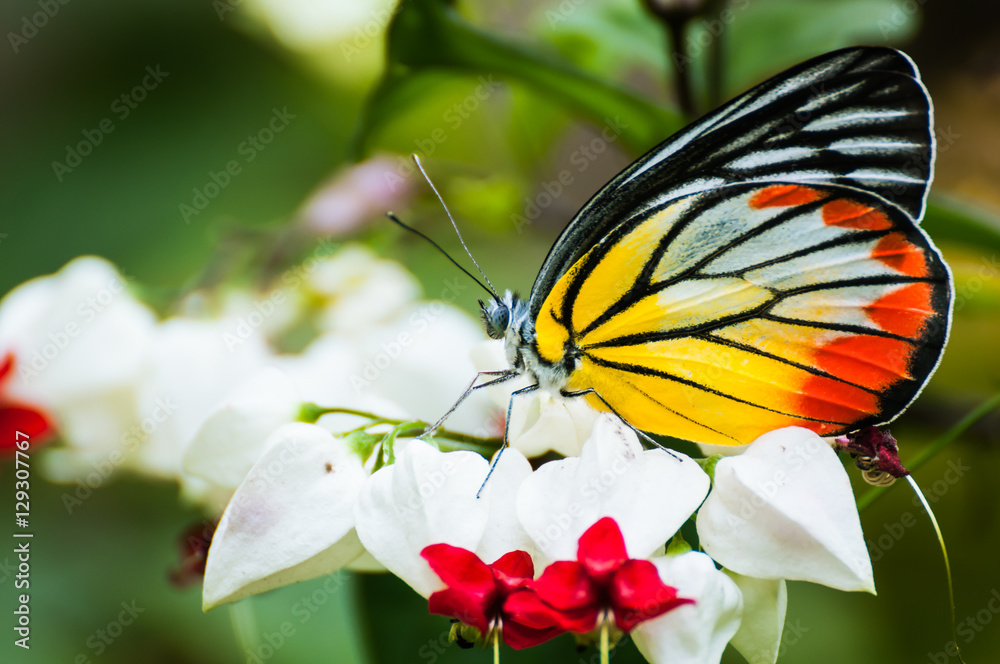 Naklejka premium butterfly