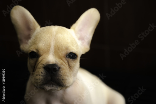 Baby french bulldog © teerawutbunsom