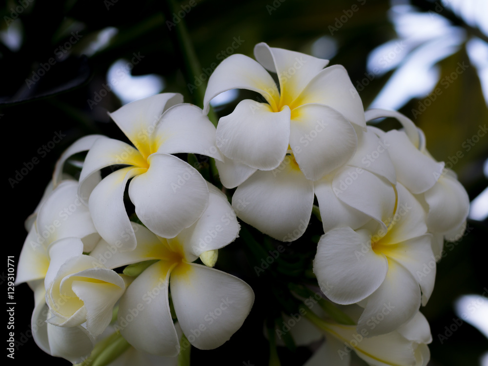 Obraz premium Plumeria flower closeup