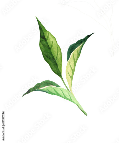 watercolor tea leaves isolated on white background. Hand drawn watercolor style 