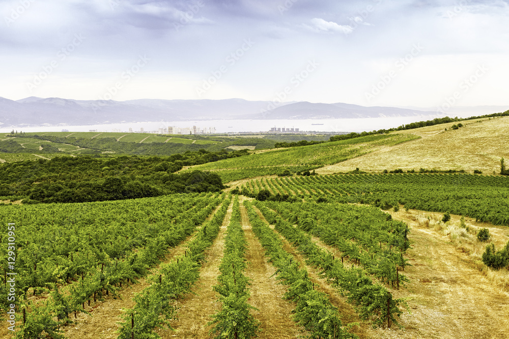 Виноградник vineyard