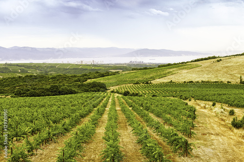 Виноградник vineyard
