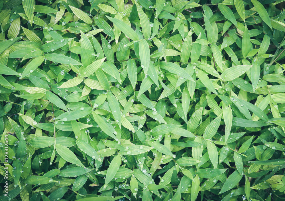 Green grass with dew drop background. Green grass with dew drop background.