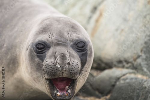 Elephant Seal Display