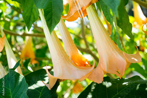 Fototapeta Naklejka Na Ścianę i Meble -  Dutara flower on tree