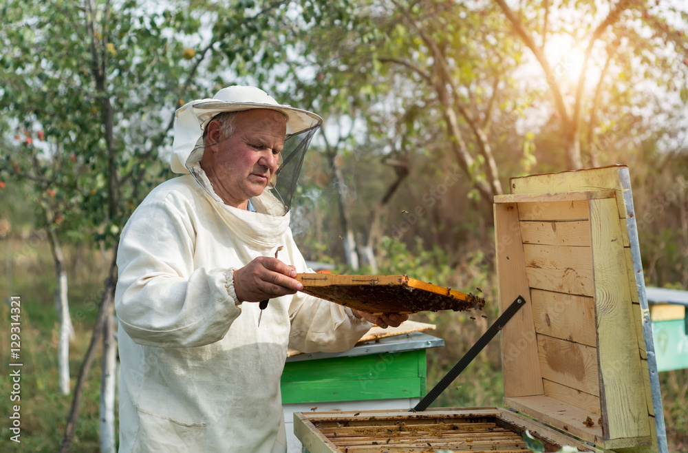 Beekeeper is working with bees and beehives on the apiary. Beekeeper is working with bees and beehives on the apiary.