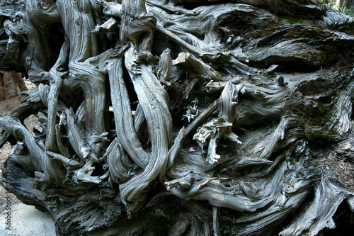 alte baumwurzeln  photo