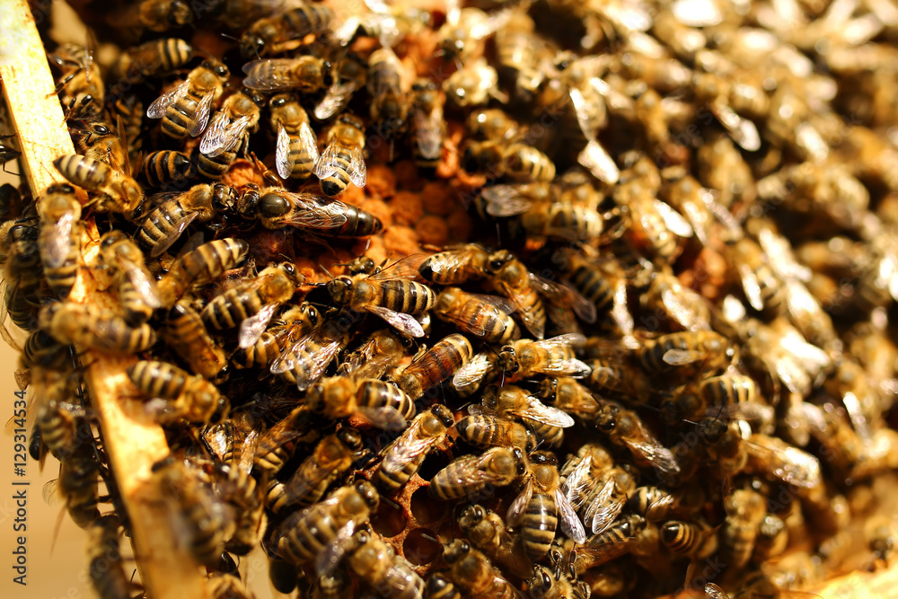 Queen bee in a beehive laying eggs supported by worker bees. Apiculture Queen bee in a beehive laying eggs supported by worker bees. Apiculture