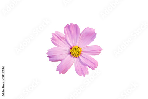 Pink Cosmos flower isolated on white with clipping path