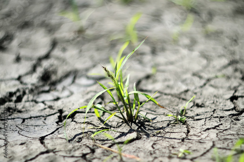 young green sprout breaks through the dry, dehydrated ground