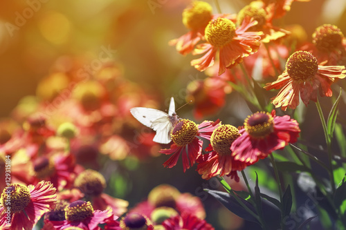 a small white butterfly sitting surrounded by orange flowers in Sunny summer day