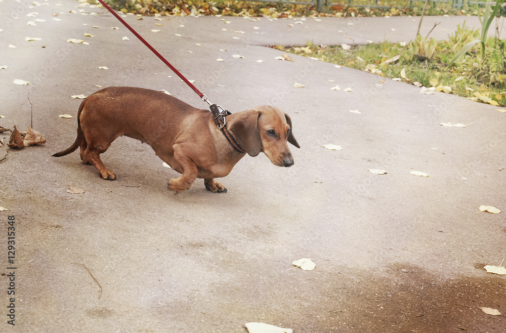 Dachshund walks in the park on a leash