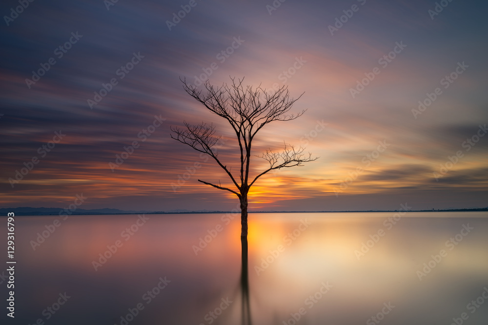 Alone tree / Trees submerged in the flooded the time during Sunset Pa Sak Jolasid Dam, Thailand.