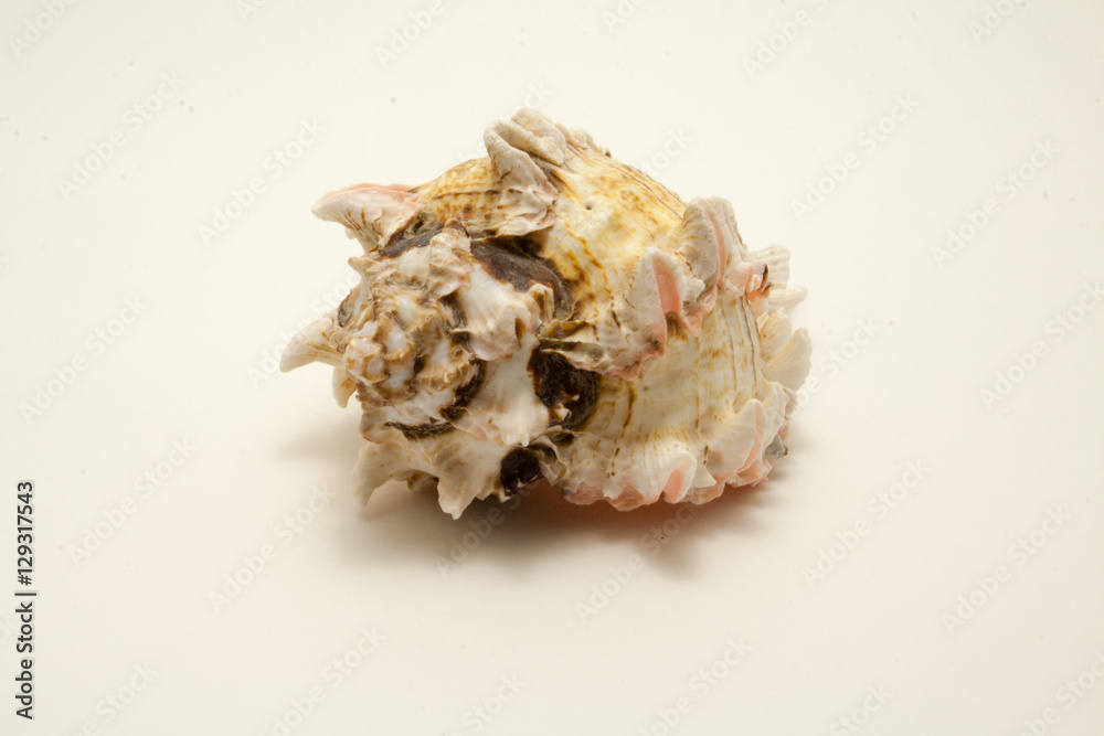light sea shell isolated on white background
light sea shell isolated on white background