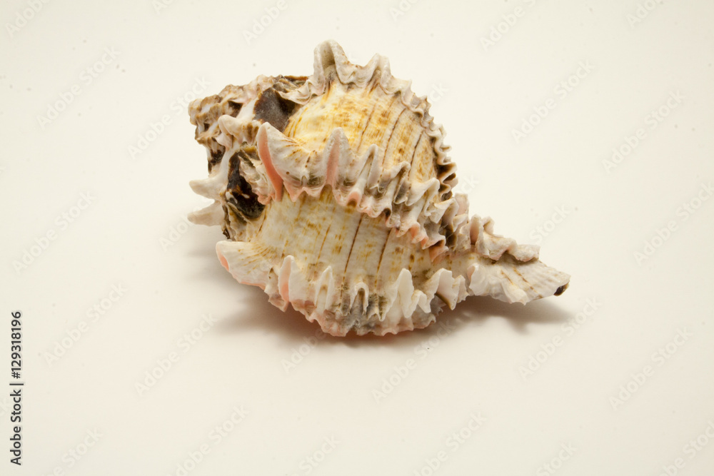light sea shell isolated on white background
light sea shell isolated on white background