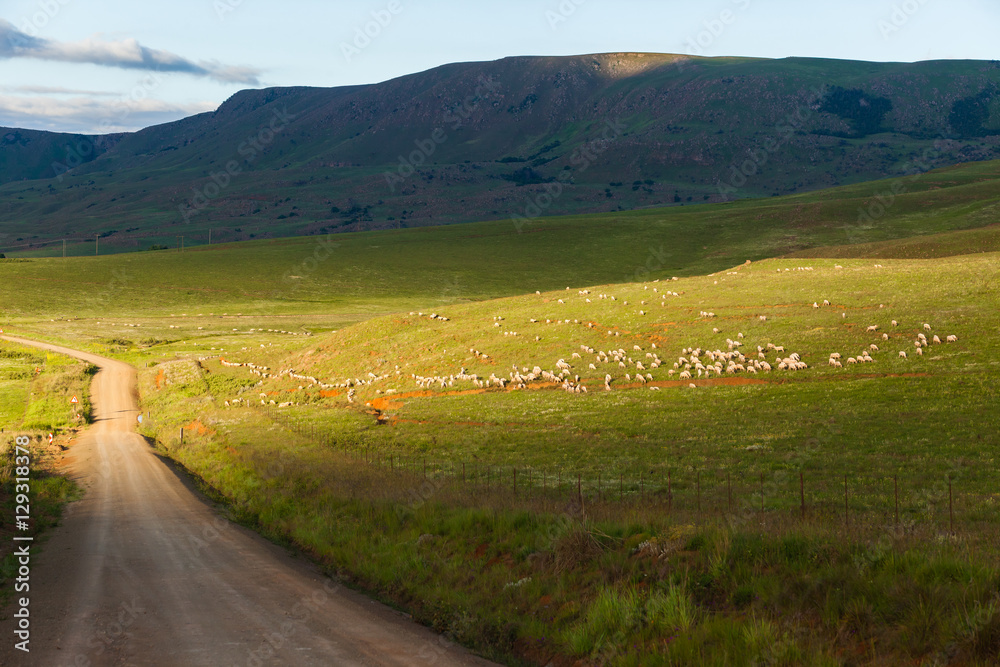 Sheep Flock Mountain Landscape