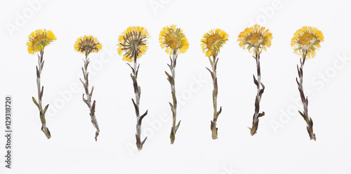 Picture of dried flowers in several variants
Herbarium from dried blossoming flower arranged in a row. Tussilago farfara, coltsfoot photo