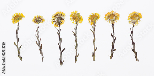 Picture of dried flowers in several variants
Herbarium from dried blossoming flower arranged in a row. Tussilago farfara, coltsfoot