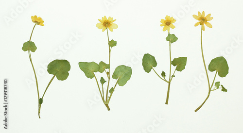 Picture of dried flowers in several variants
Herbarium from dried blossoming flower arranged in a row. Ficaria verna, lesser celandine, fig buttercup