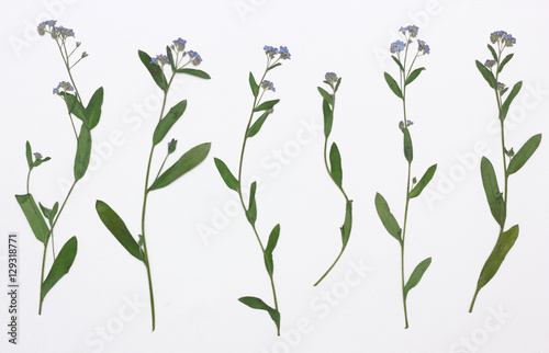 Picture of dried flowers in several variants Herbarium from dried blossoming flower arranged in a row. forget-me-not, scorpion grass, Myosotis