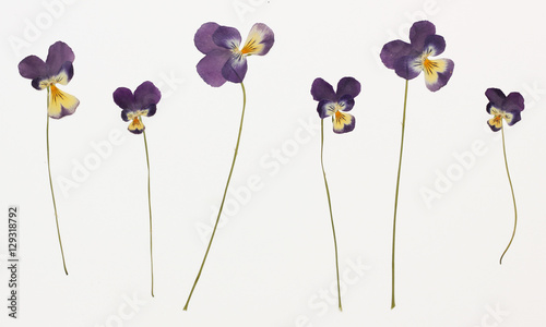 Picture of dried flowers in several variants Herbarium from dried blossoming flower arranged in a row. Viola tricolor, pansy, heartsease