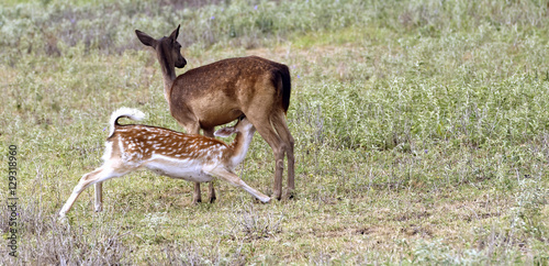 Fallow Deer mother and suckling youngster