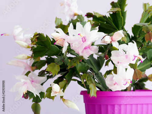 Christmas cactus, Thanksgiving cactus, Schlumbergera