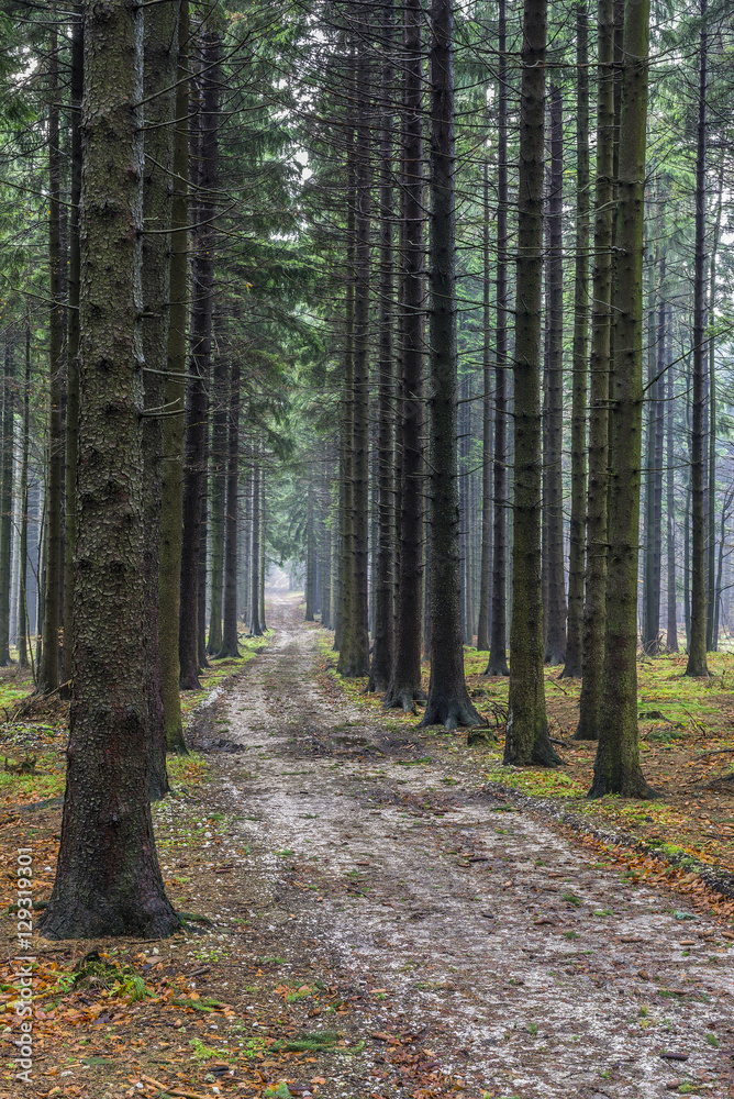 Fototapeta premium Forest path spruce forest