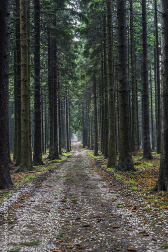 Forest path spruce forest