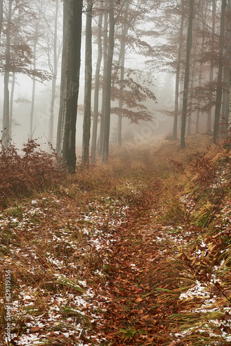 Late autumn snowy beech forest