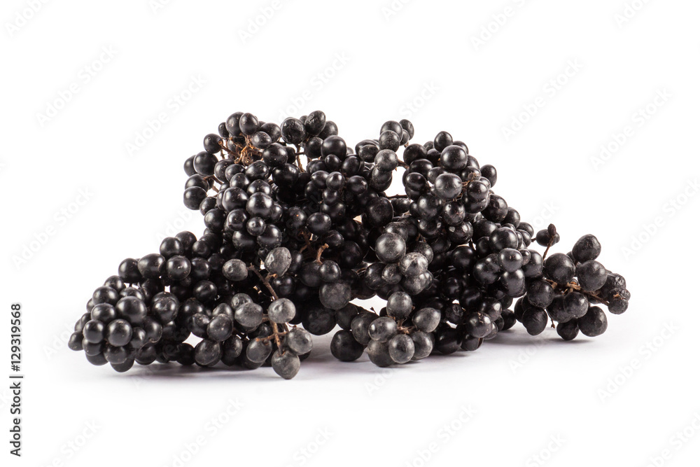 Ripe black rowan isolated Ripe black rowan isolated