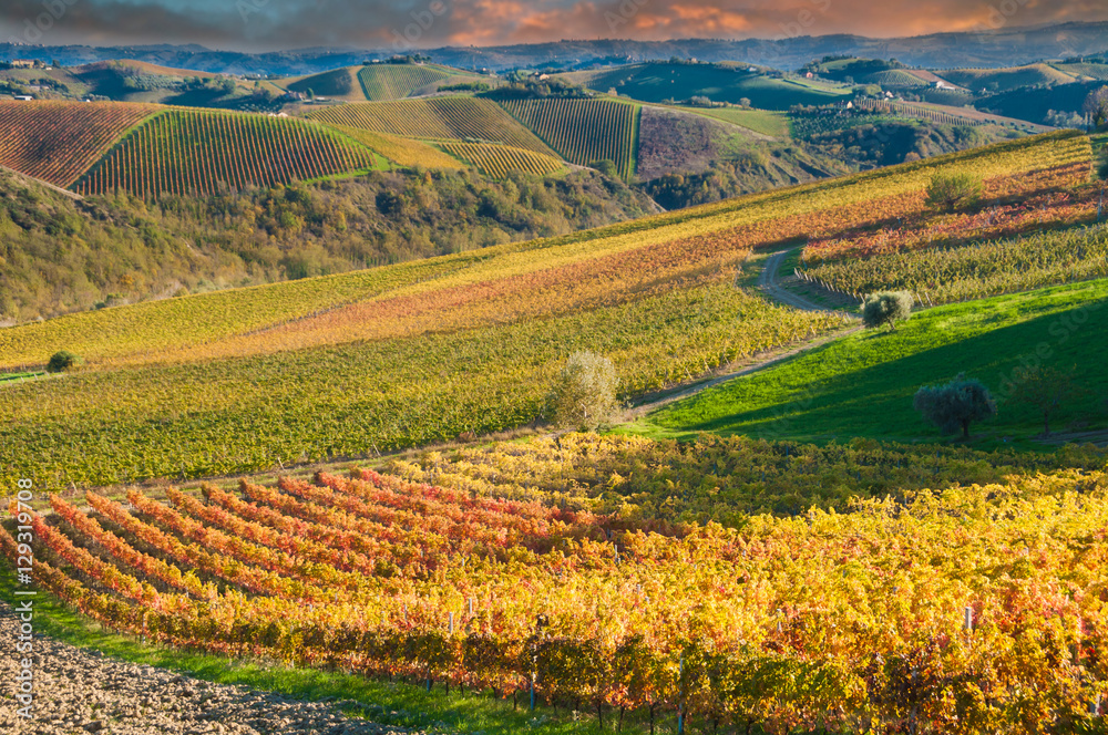 Colorful vineyard in fall