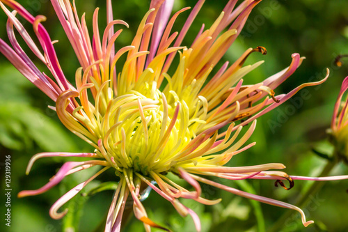 chrysanthemum