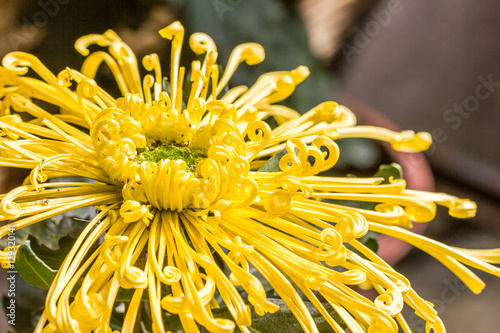 chrysanthemum
